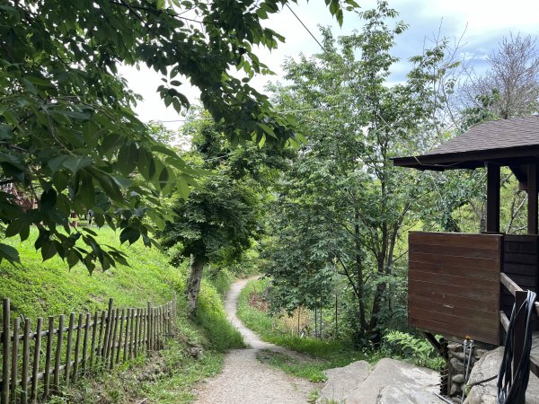 2025_0524 司馬庫斯神木群步道2797189