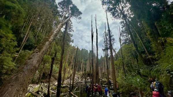 忘憂森林.金柑樹山2668872