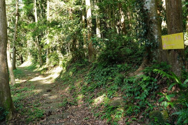 苗栗 南庄 神桌山、大屋坑山、細湖頂山、象山2533555