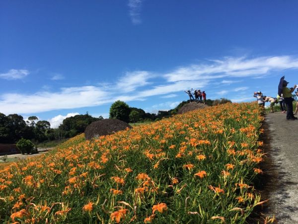 赤科山金針花海160900