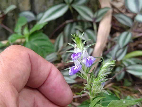 華山4-2號步道上雲嘉連峰2579307