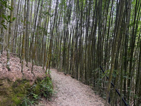 司馬庫斯巨木群登山步道2862131
