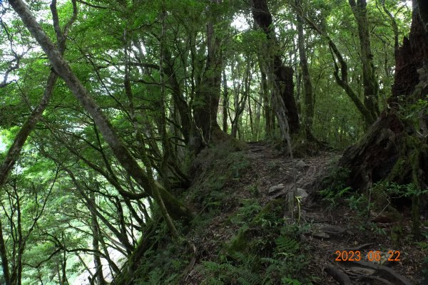 臺東 海瑞 戒茂斯山2193172