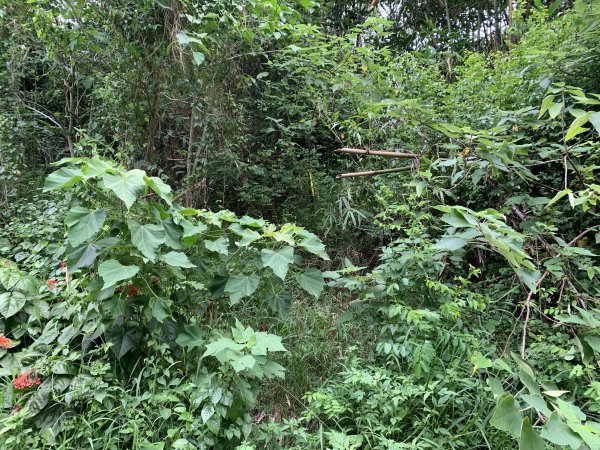 20250906台南蚵殼坑山-九層嶺-三十六崙山-洋子寮山2881510