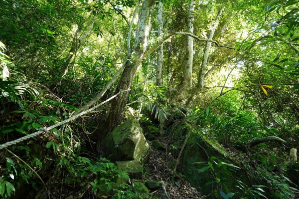 苗栗 南庄 神桌山、大屋坑山、細湖頂山、象山2533568