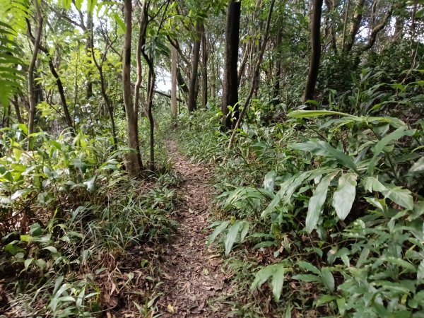 基隆市/萬里區界寮縱走之三界山+三界山西峰+開眼尖山+七分寮山+瑪七產道山泉水接水亭2979574