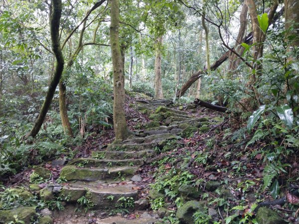 土城五秀縱走(火焰山+土城四秀)830586