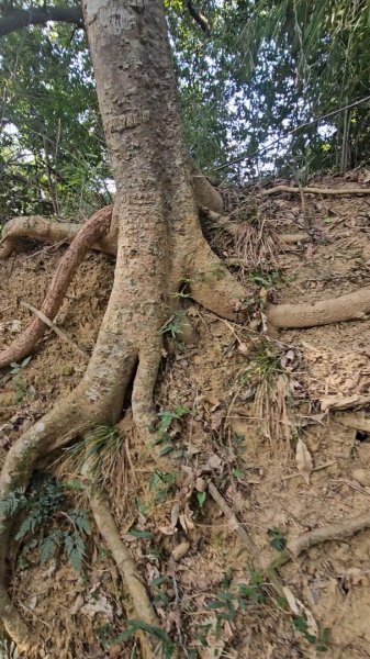 20251223芎林文林古道O走+雞寮坑山+芎林顯伯公野餐2975944