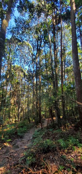 谷關七雄老大-八仙山谷關七雄主峰步道2361224