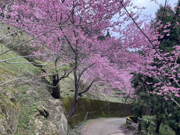 鵝公髻山X山上人家2729201