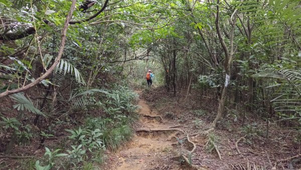 (姨婆趴趴走)第四十集:攀登健走雪山尾稜北段2455771