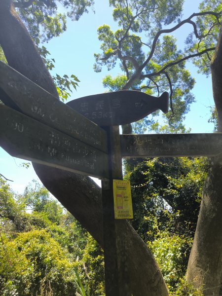 20250815微笑山線大棟山系百年大榕樹段2859919