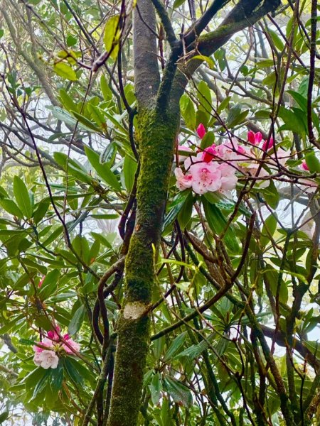 卡保石壁一葉蘭（耘夢谷上逐鹿山下O走）2809534