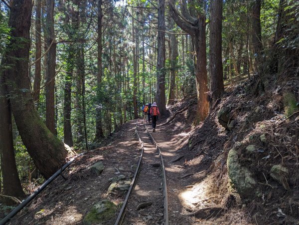 光影變化的迷幻森林。刺激攀岩的加里山步道2064207