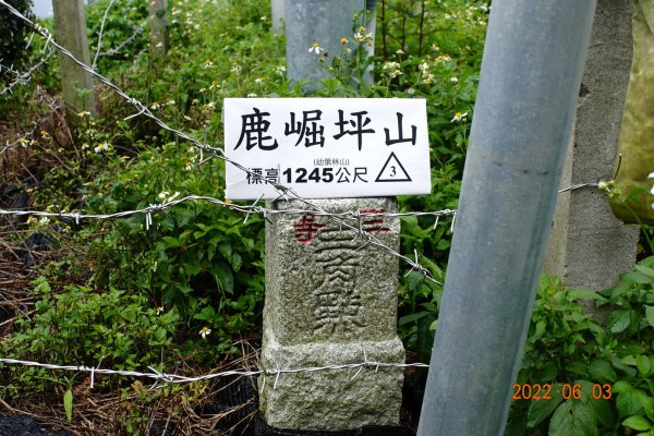 嘉義 梅山 鹿崛坪山(幼葉林山)1730031