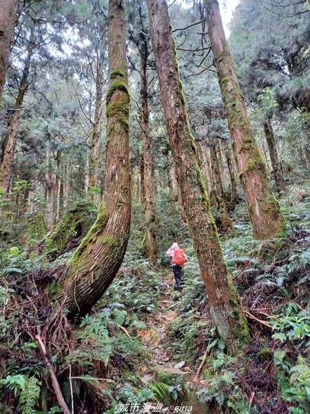 【宜蘭。大同】  三個女生的森林漫遊。  小百岳集起來。 編號85小百岳~三星山登山步道1664977