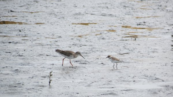 《彰化》海空夕照｜王功燈塔及芳苑海空步道健行賞冬候鳥202601102980286