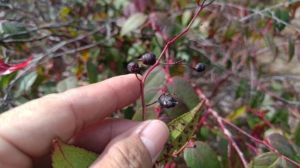 嘉義縣最遙遠的南霞山2698982