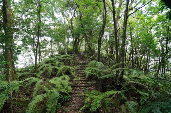 新北 烏來 烏來山、大桶山、四崁水山2829263