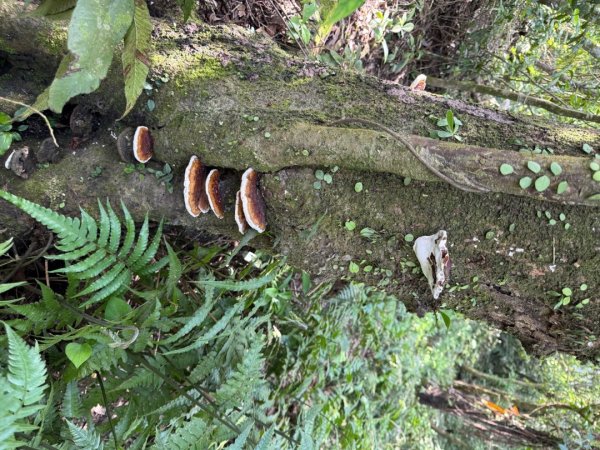 20250518 玉桂嶺山 》司公髻尾山 》九芎坑山》 豬厝步道口  （ 大坪產道）2791941
