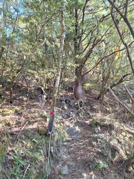 石山+阿毛神木202512112961799