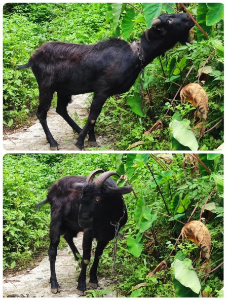 夏日甲蟲祭典（羊稠森林步道，龜山福源山-山佳車站）