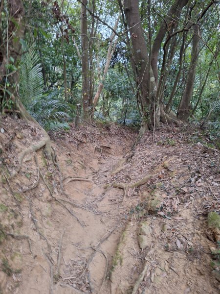 文林古道(鄧雨賢公園起登)202401222696182