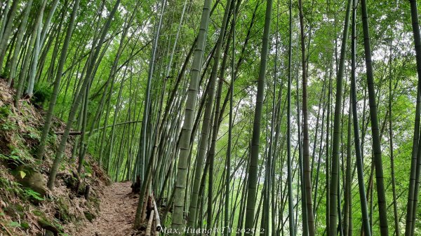 《台中》優美稜線｜橫嶺山自然步道（大雪山社區南登山口）202505312800144