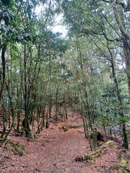 【台中和平】巧遇藍腹鷴帝雉。 稍來山步道2749919