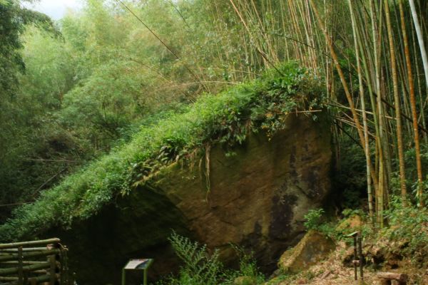 奮起湖大凍山及頂湖步道漫走207869