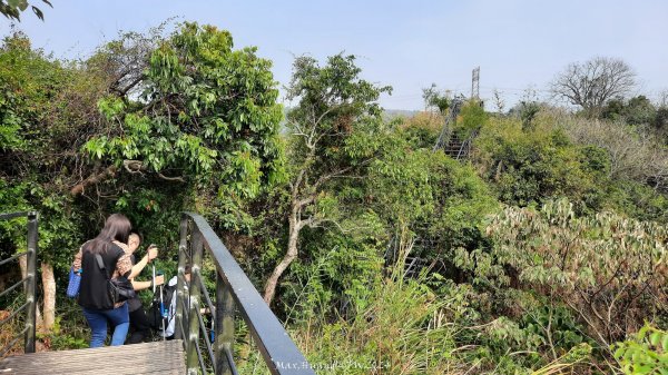 《雲林》坪頂猴族｜龍過脈森林步道上坪頂202403162455441