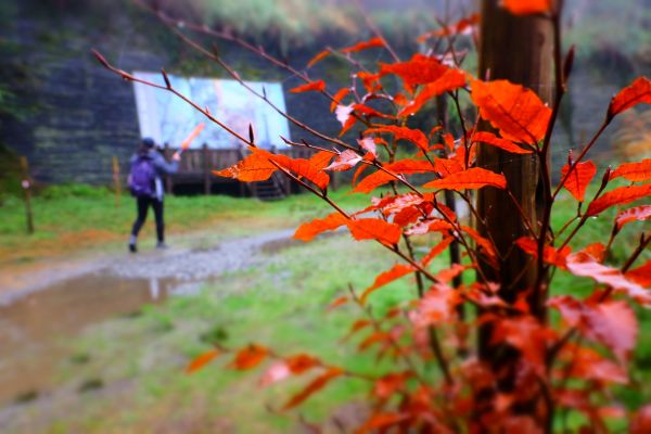 太平山台灣山毛櫸步道205798