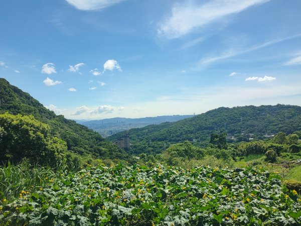 紫明溪步道+［陽明山五瀑］（大屯+小隱潭+半嶺+松溪+翠峰）（二）（2023/8/29）2268234