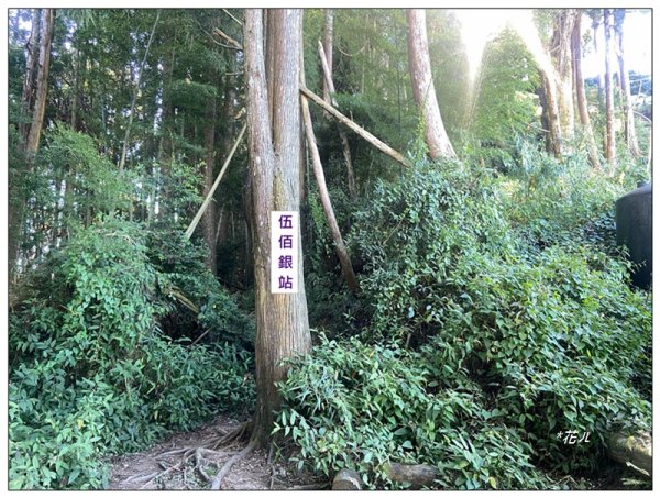 嶺頭山、金柑樹山、忘憂森林 O型一圈2944649