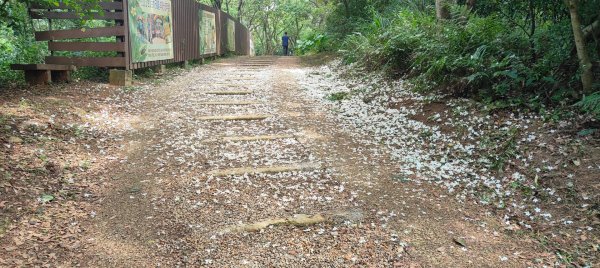 羊稠森林步道2776989