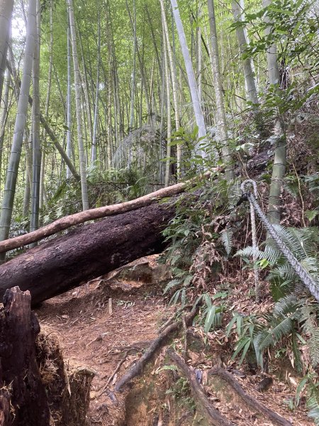 水社大山3060331