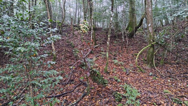 屯野生台山、石麻達山2993160