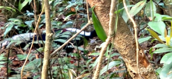 【中級山縱走】志繼山，東眼山，拉卡山，卡外山，東滿步道2742574