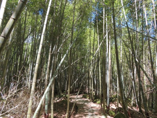小半天孟宗竹林古戰場+長源圳生態步道Ｏ形2877855