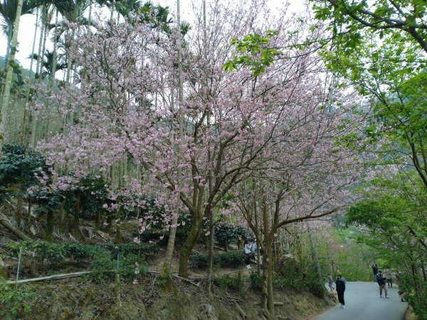 2023-02-26 登嘉南雲峰巧遇草嶺櫻花季2043934