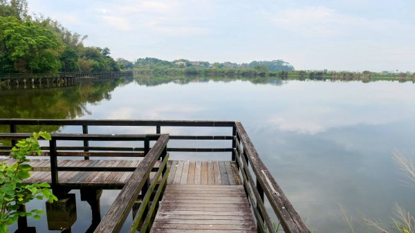 《臨江仙。黃花風鈴木》2735401