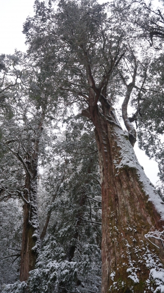 拉拉山之雪263226