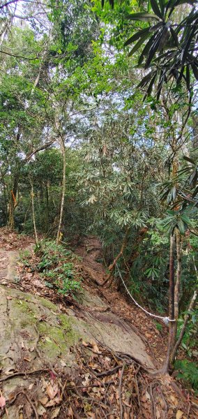 2023-11-25溪頭鳳凰山步道2360984