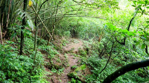 蛇子形古道。美廠產能完售2784740