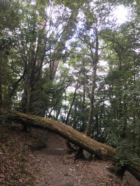 台中名產鳶嘴山稍來531889