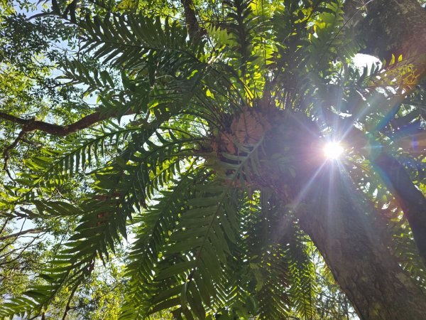 卓社大山〔武界栗栖溪登山口起登〕2748385