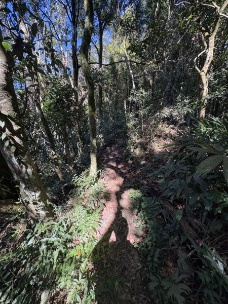20251116鳴海山、網子山登山步道2938361