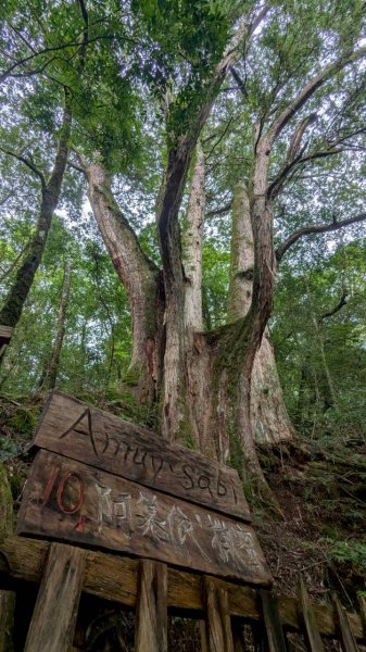 鎮西堡巨木步道群 (B區)2861174