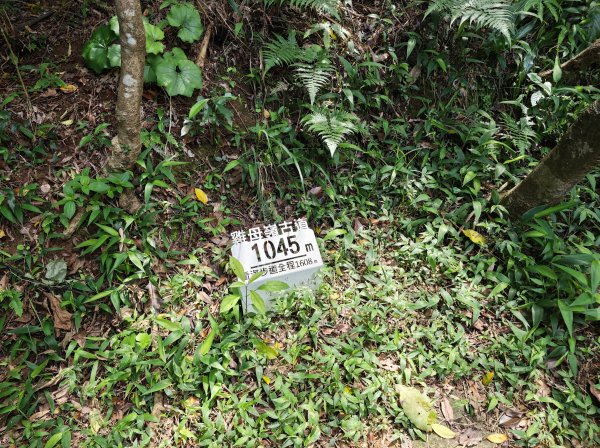 [淡蘭古道] 2026_0502 北路第二段_雞母嶺古道3047946