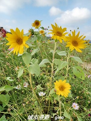 【苗栗】賞花趣~銅鑼杭菊x通霄蒜香藤花廊2945979